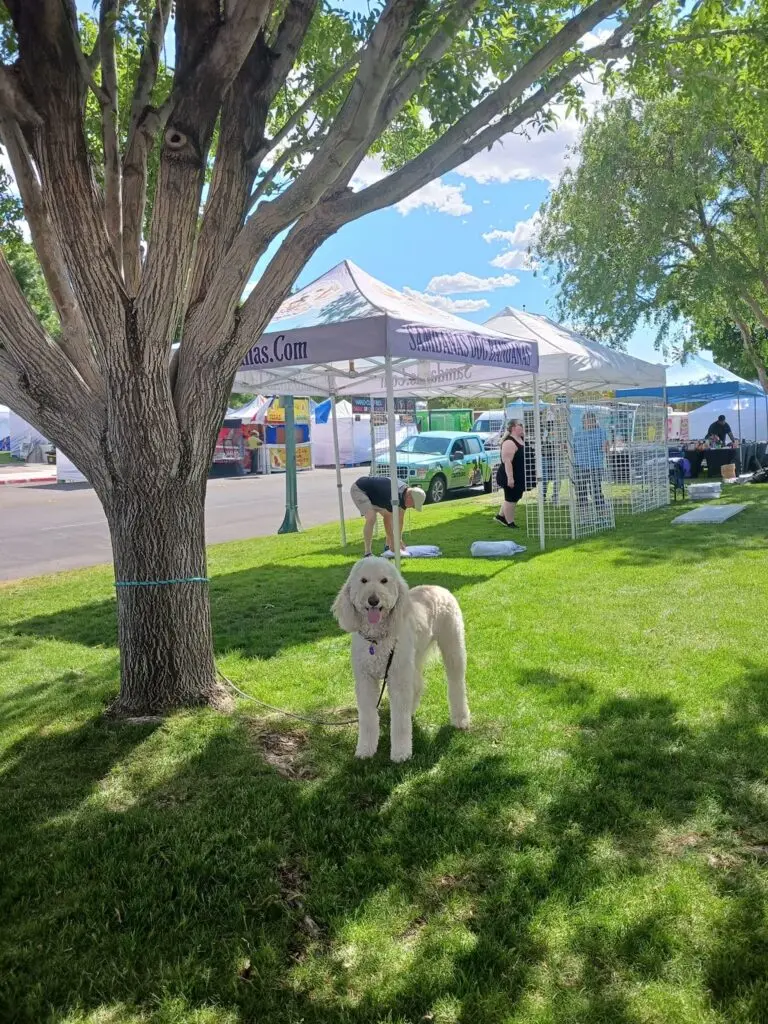 Samdanas Bandanas custom canopy